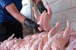 عرضه روزانه ۴۴۰ تن گوشت مرغ در میدان بهمن