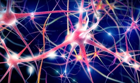 مغز در اثر استرس آسیب می‌بیند/ کشف درمان‌های جدید بیماری‌های عصبی