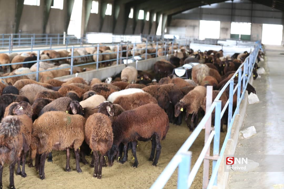 صنعت پرورش گوسفند با نژاد‌های بومی احیا می‌شود / راهکار‌های تقویت اقتصاد عشایری در راستای اشتغال و امنیت غذایی