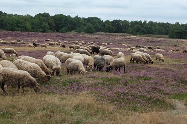 تلاطم قیمت در بازار گوسفند