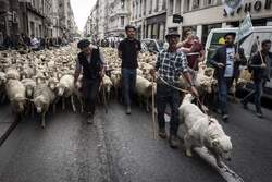 حضور دامداران به همراه گوسفندانشان در یک راهپیمایی اعتراضی به سیاست‌های مکرون در پاریس