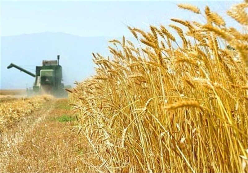 انتقاد از طرح وزارت کشاورزی در خرید گندم  /کشت قراردادی با مشخصات کنونی خیانت به تولید گندم