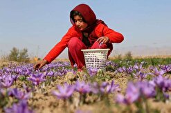 ارزش افزوده نیمی از تولیدات زعفران خراسان شمالی در جیب سایر استان‌ها / پای شرکت‌های دانش بنیان به زعفران باز می‌شود