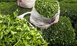 جهانساز: یک سوم چای کشور صادر می‌شود
