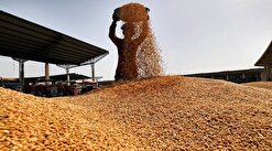 خرید تضمینی ۱۰۰۰ تن گندم از کشاورزان چهارمحال و بختیاری