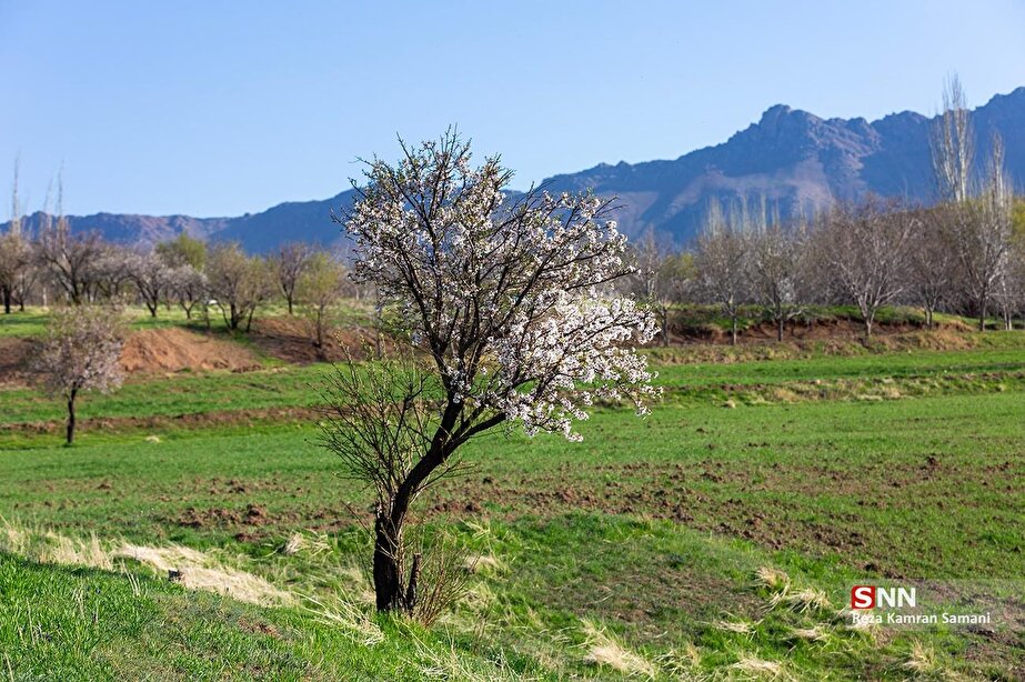 شکوفه‌های بهاری باغات هلو و بادام شهرستان سامان