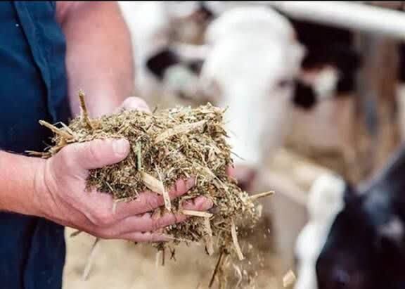 پژوهشگران دامی کشور ضایعات را به مکملهای غذایی ارزشمند تبدیل کردند